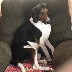 Meet your Posher, Carey